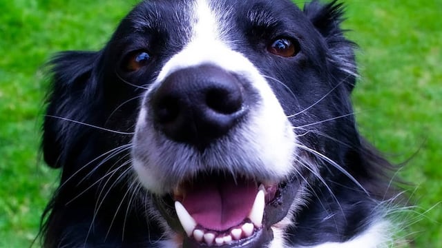 La historia se volvió viral rápidamente. (Imagen Ilustrativa)