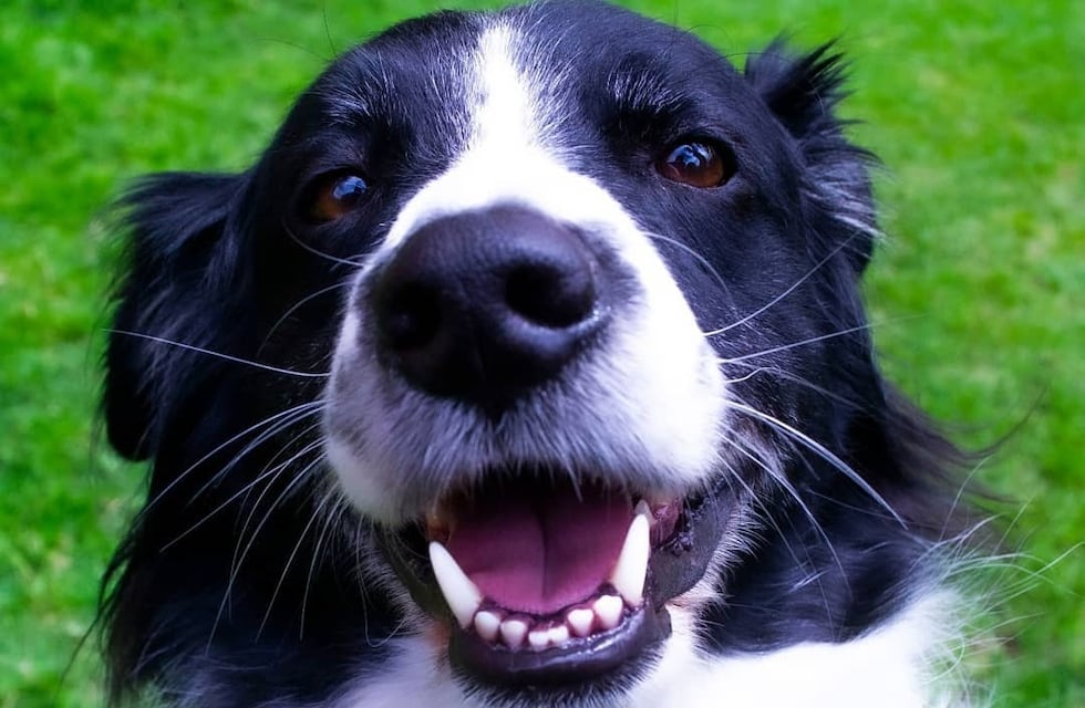 Se hacía pasar por perro callejero para que lo alimenten y su dueña lo escrachó en las redes