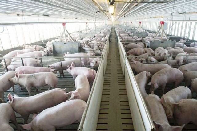 Cerdos de exportación