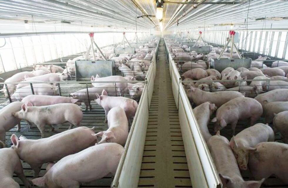 Cómo está el sector Porcino para el 2021