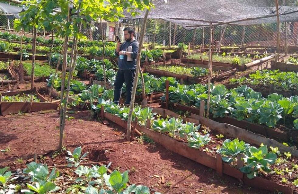Semillas propias surgidas de nuestro huerto