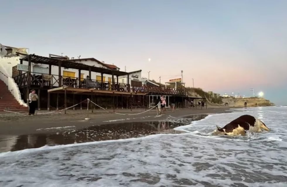 Conmoción por la aparición de una vaca muerta en la playa: dónde y cómo fue
