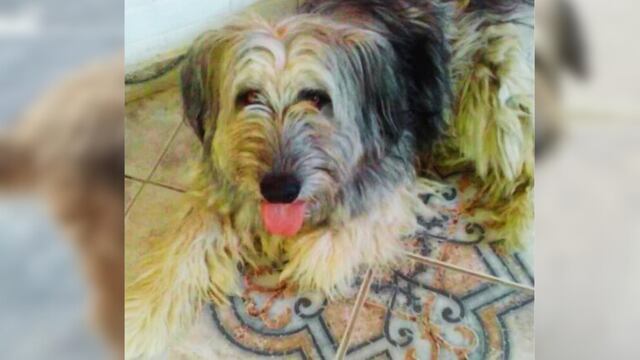 Una familia sanjuanina busca desesperadamente a su perrito Tobi y ofrece recompensa