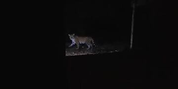 En el paseo de luna llena, un ejemplar de yaguareté fue avistado en el Parque Nacional Iguazú.