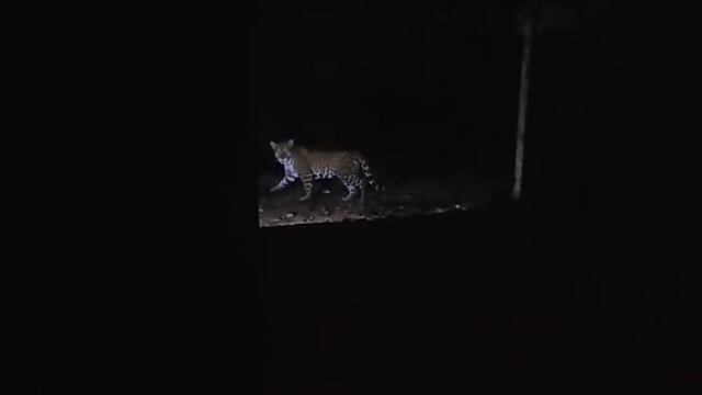 En el paseo de luna llena, un ejemplar de yaguareté fue avistado en el Parque Nacional Iguazú.