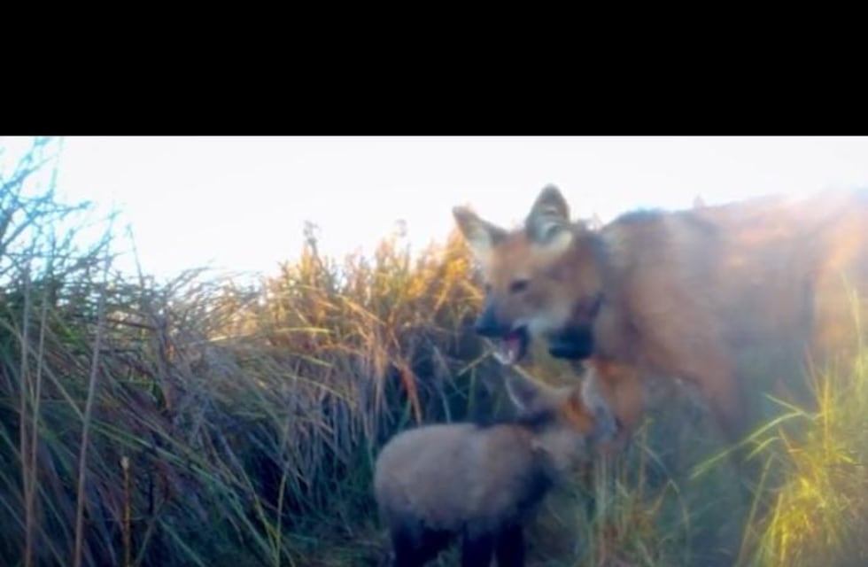 Mirá cómo se monitorea a cachorros aguará guazú en el Parque Iberá