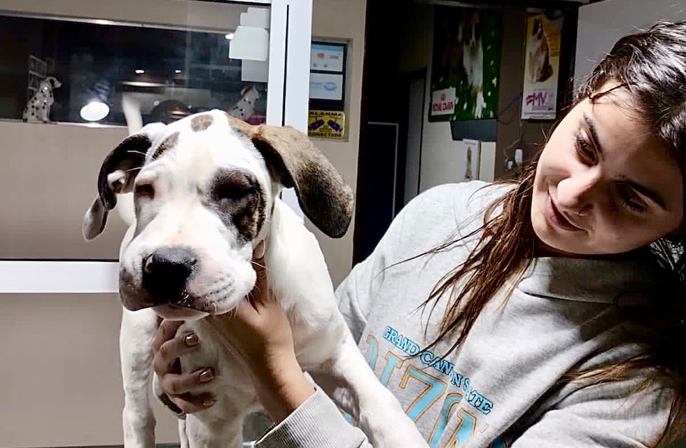 Historia de consultorios: Drako, el perro cruza con gran danés alérgico