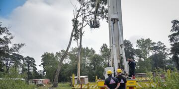 Defensa Civil estuvo presente en el barrio Parque Palermo, ante la posible caída de un árbol de gran porte.