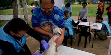 Vacunación gratuita para mascotas en Córdoba. (Pedro Castillo / La Voz)