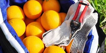 Una buena noticia para los productores regionales