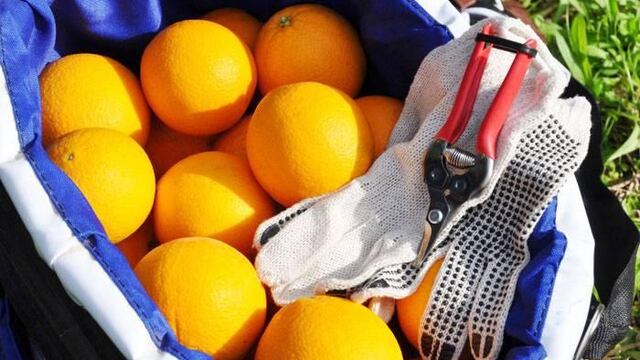 Un pago promedio para los cosecheros es de “1100 a 1200 pesos el jornal", señaló Galmarello de la FECIER.