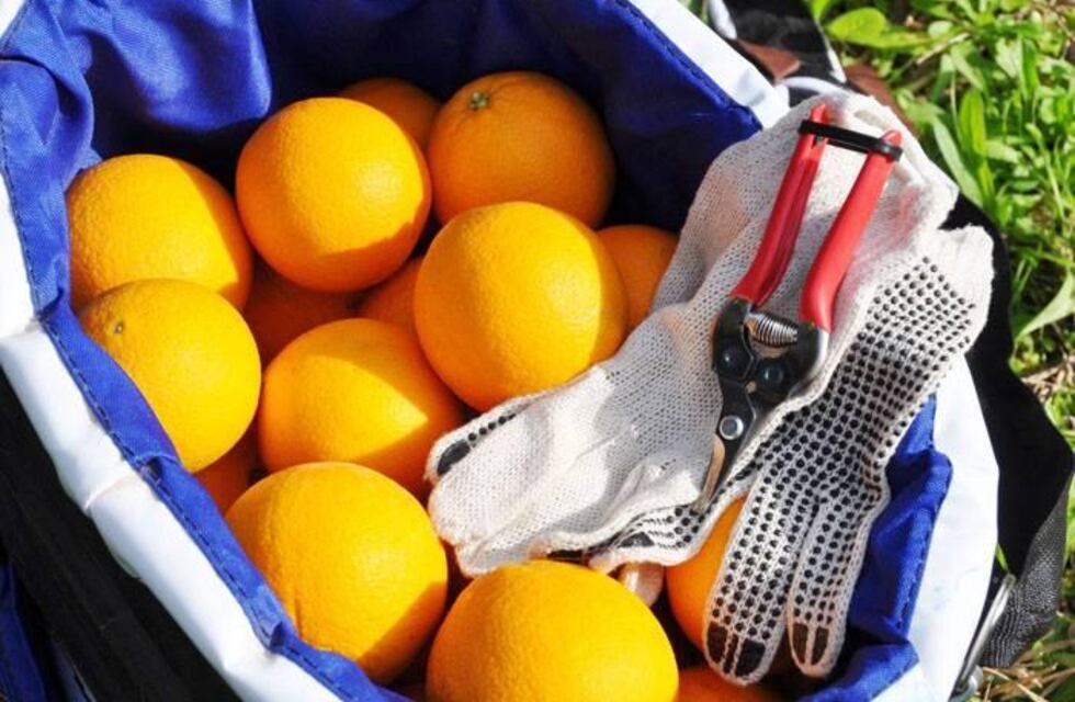 La Unión Europea reabrió su mercado para los cítricos argentinos