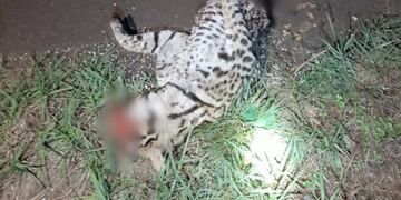 Es el segundo animal de esta especie atropellado esta semana en Misiones.