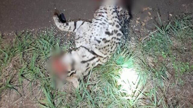 Es el segundo animal de esta especie atropellado esta semana en Misiones.