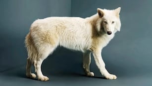 Lobo gigante adulto (Revista Time)