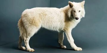 Lobo gigante adulto (Revista Time)