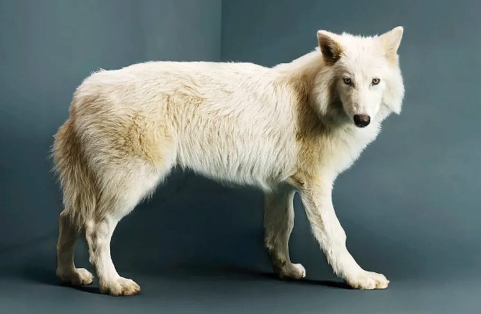 Primer animal “dexestinto” de la historia después de 12.500 años: cuál sería el próximo