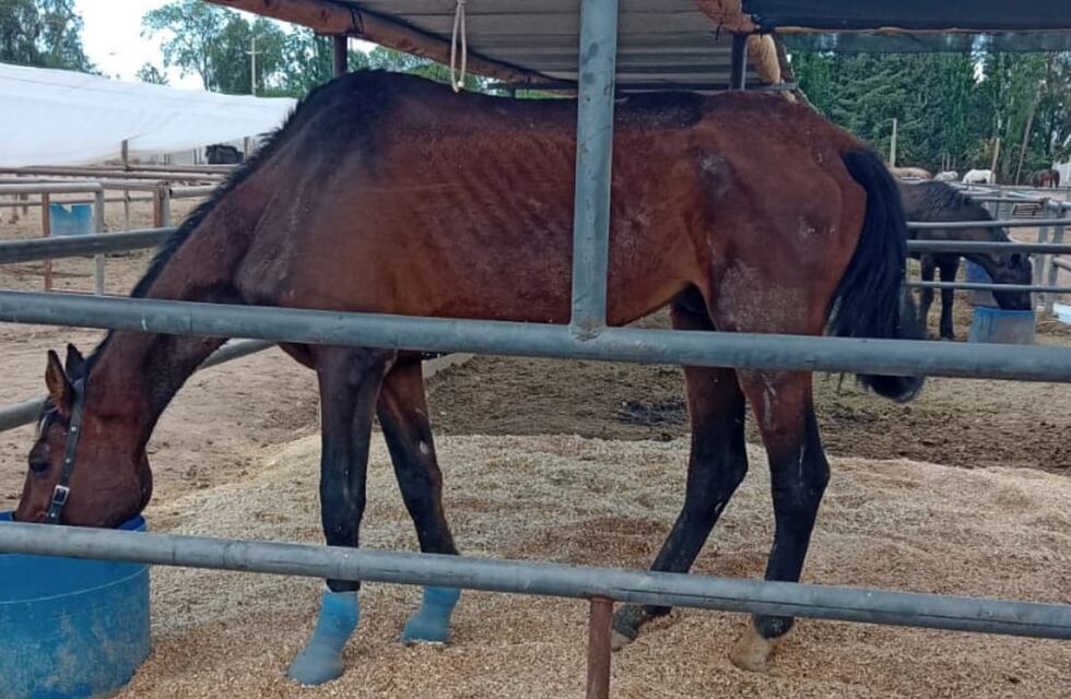 Campaña para salvar la vida de Durazno, el caballo de carrera mendocino que fue abandonado por sus dueños