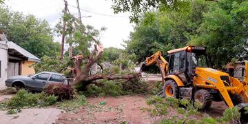 Una máquina trabajando en sacar un árbol caído sobre un auto (Plan B Noticias)