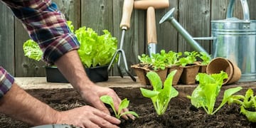 Cómo hacer una huerta en casa.