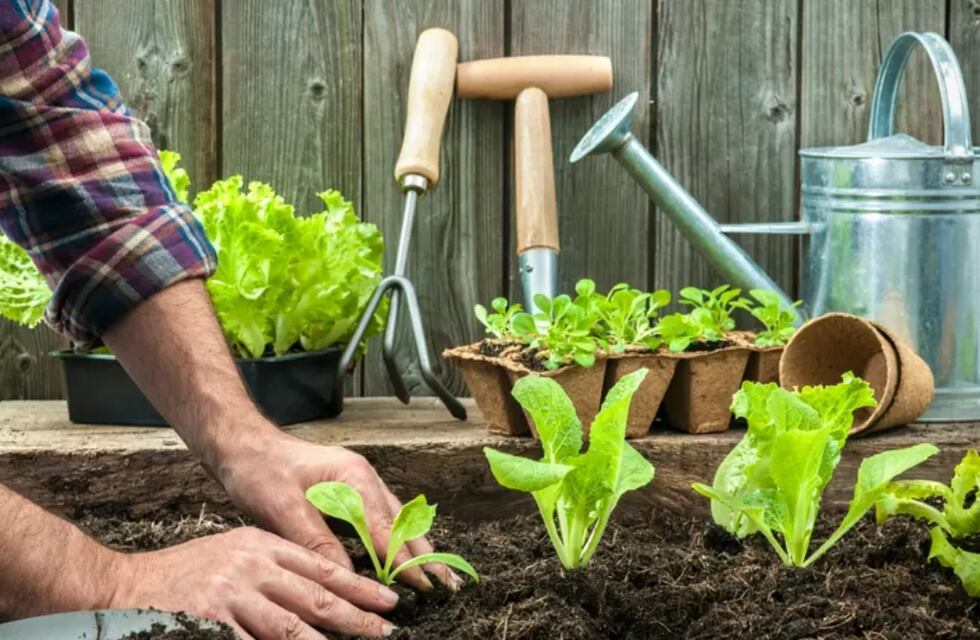 Chaves Municipio se suma al Programa Huerta Urbana Bonaerense 2025