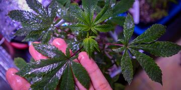 28 de Noviembre: Gendarmería Nacional secuestró 160 dosis de marihuana