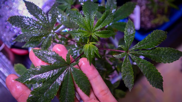 28 de Noviembre: Gendarmería Nacional secuestró 160 dosis de marihuana