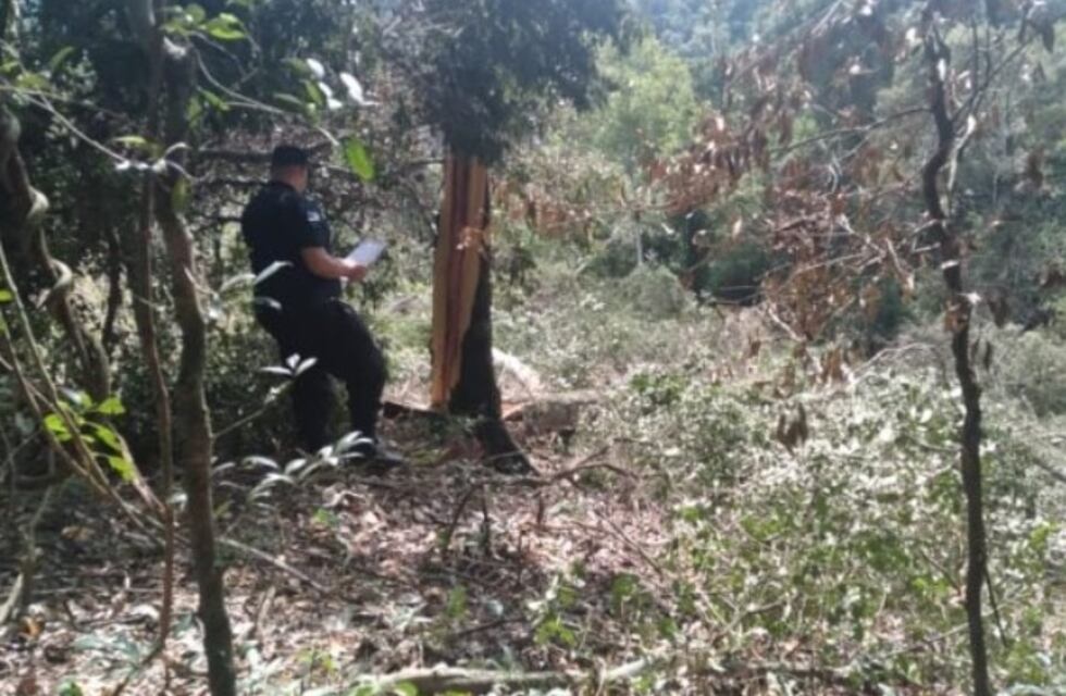 Accidente laboral en San Vicente: cortaba un árbol y falleció aplastado por una rama