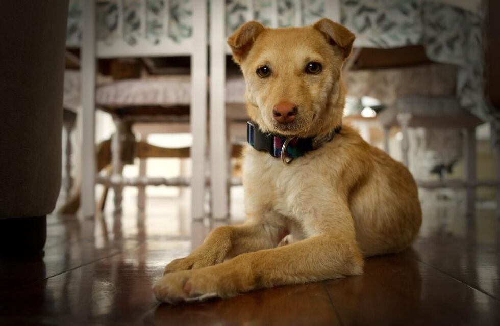 Nuevo cronograma del quirófano móvil y la vacunación antirrábica para animales