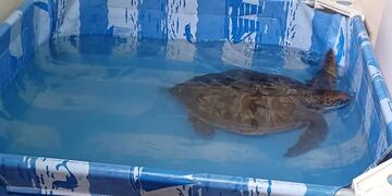 Rescataron tortuga marina en el estuario de Bahía Blanca.