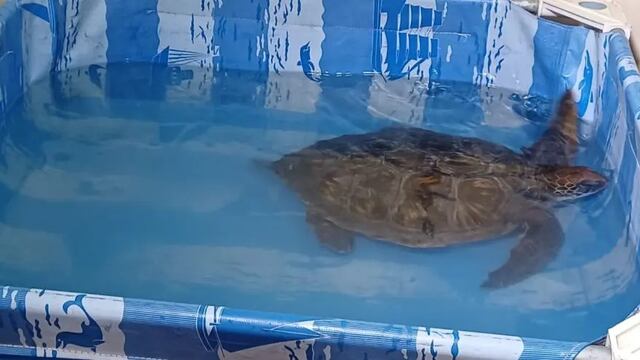 Rescataron tortuga marina en el estuario de Bahía Blanca.