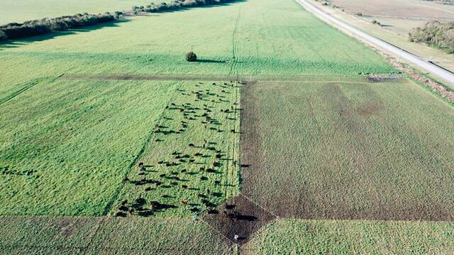 Pastoreo Racional Intensivo