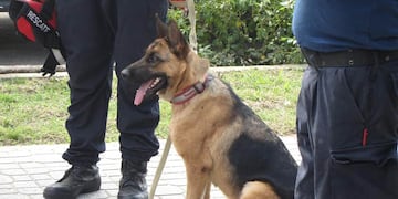 Canes adiestrados de los Bomberos pampeanos participan de la búsqueda de Guadalupe (Facebook FBVLP)