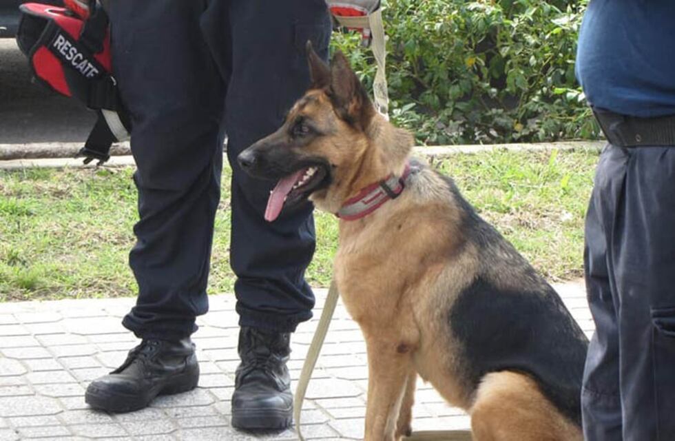Bomberos pampeanos con perros adiestrados participan de la búsqueda de Guadalupe