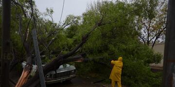 Los árboles caídos fueron el primcipal problema en el departamento sureño.