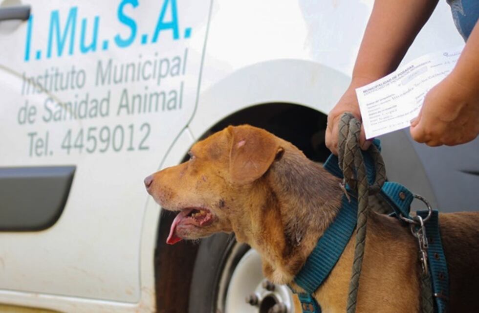 El IMusa estará este lunes en la chacra 149 con el quirófano móvil