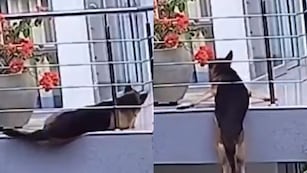 "Milán", el perro protagonista de la escena más angustiante