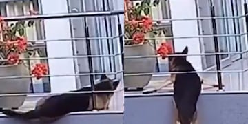 "Milán", el perro protagonista de la escena más angustiante