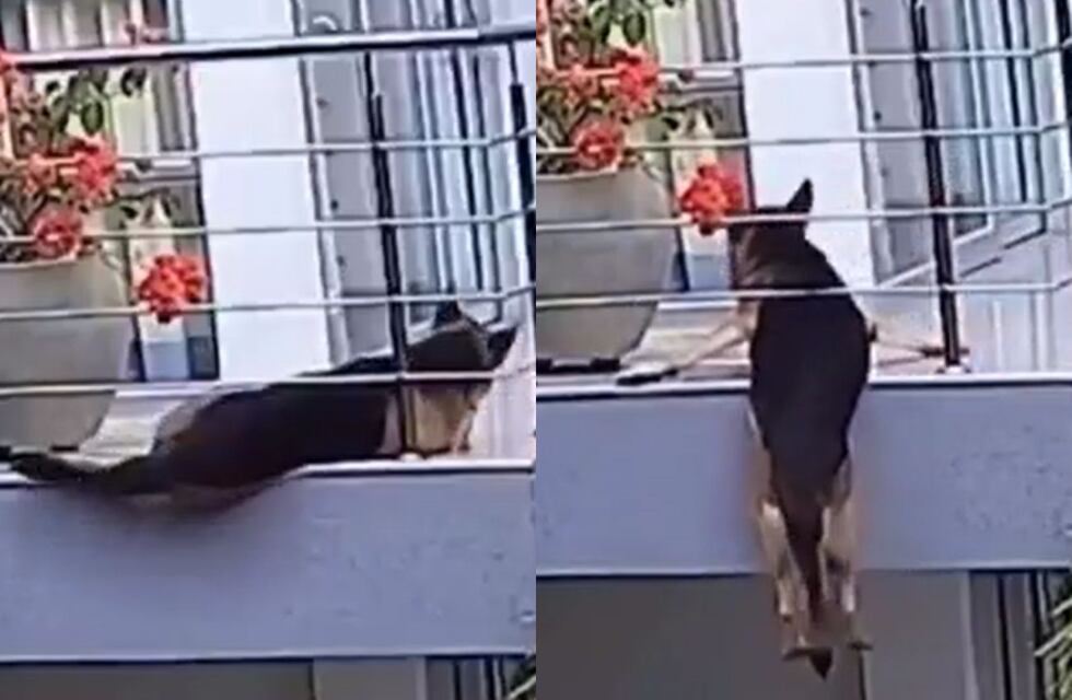 Un perro quedó colgando del balcón y la angustia que generó se hizo viral