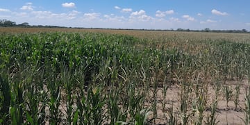 El impacto de la sequía en los cultivos en Córdoba.