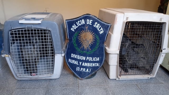 Los animales estaban captivos en dos viviendas de barrio Juan Domingo Perón, en El Bordo.
