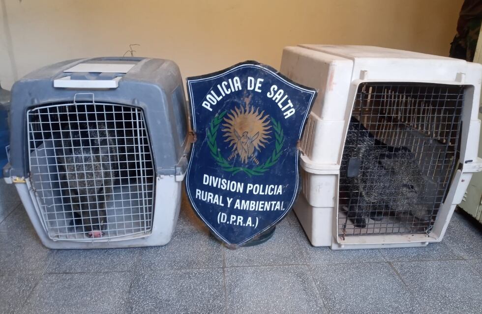 Rescataron a dos ejemplares de pecarí en El Bordo