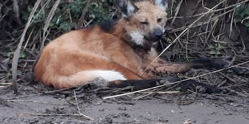 AGUARÁ GUAZÚ. En Sierras Chicas avistan un ejemplar de esta especie en peligro de extinción. (Guillermo Galliano)