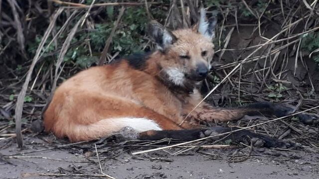 AGUARÁ GUAZÚ. En Sierras Chicas avistan un ejemplar de esta especie en peligro de extinción. (Guillermo Galliano)