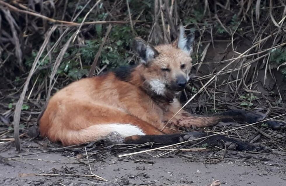 El aguará guazú encontrado en Río Ceballos tiene varias complicaciones de salud