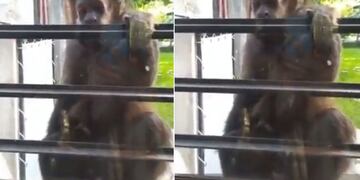 Un mono se colgó en la ventana de una vivienda en Villa Elisa y una vecina lo fotografió.