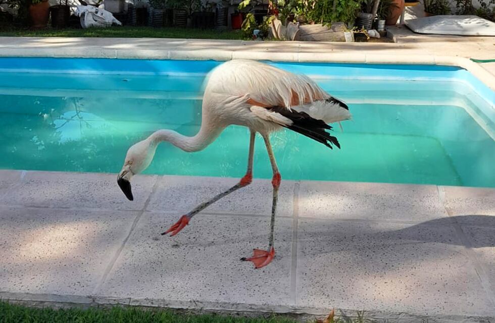 Rescataron en Córdoba: la Policía Ambiental encontró un flamenco y varias tortugas en cautiverio en dos casas