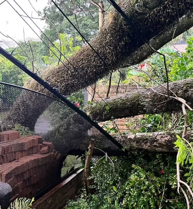 Temporal en Misiones: cortes de energía, caída de árboles y daños en viviendas, pero sin heridos.
