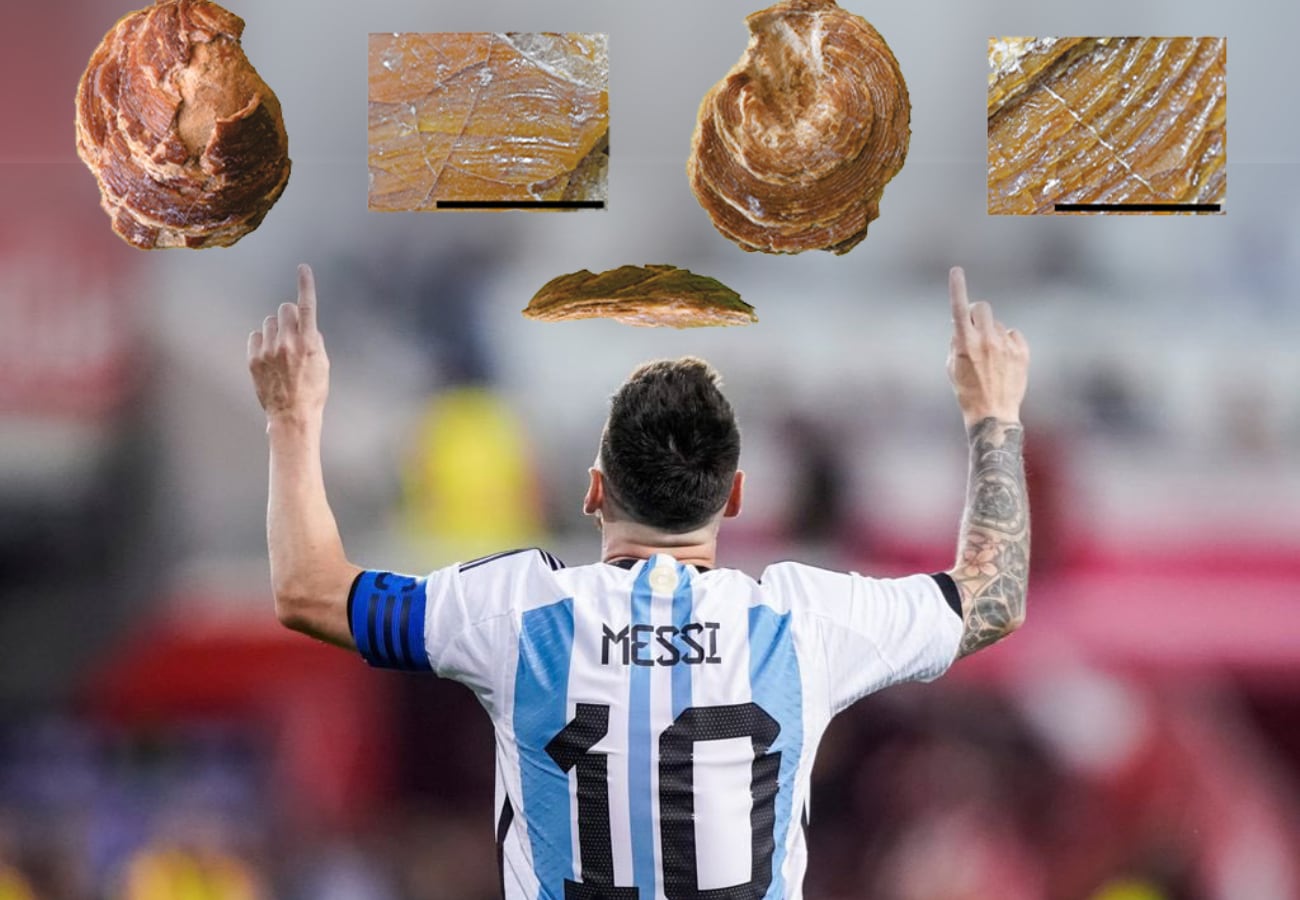El CONICET homenajeó a Lionel Messi poniendo su nombre a un fósil de 20 millones de años