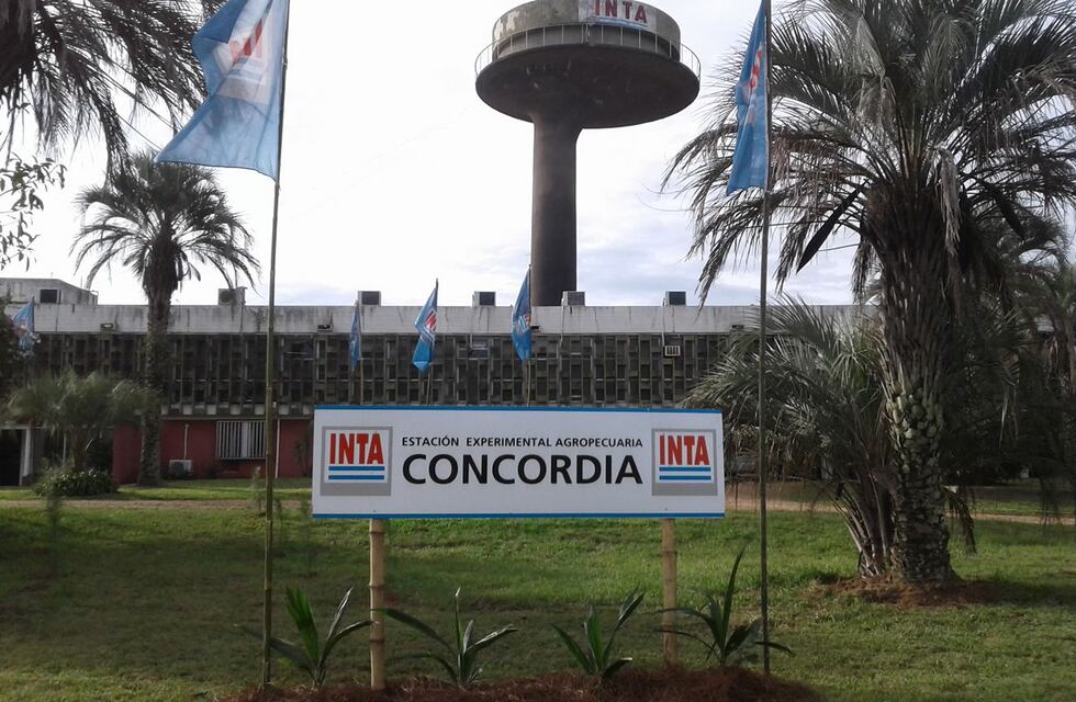 Inta Concordia presenta dos nuevas variedades de mandarinas